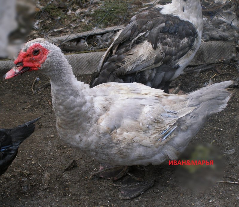 Утка мускусная барбарийская