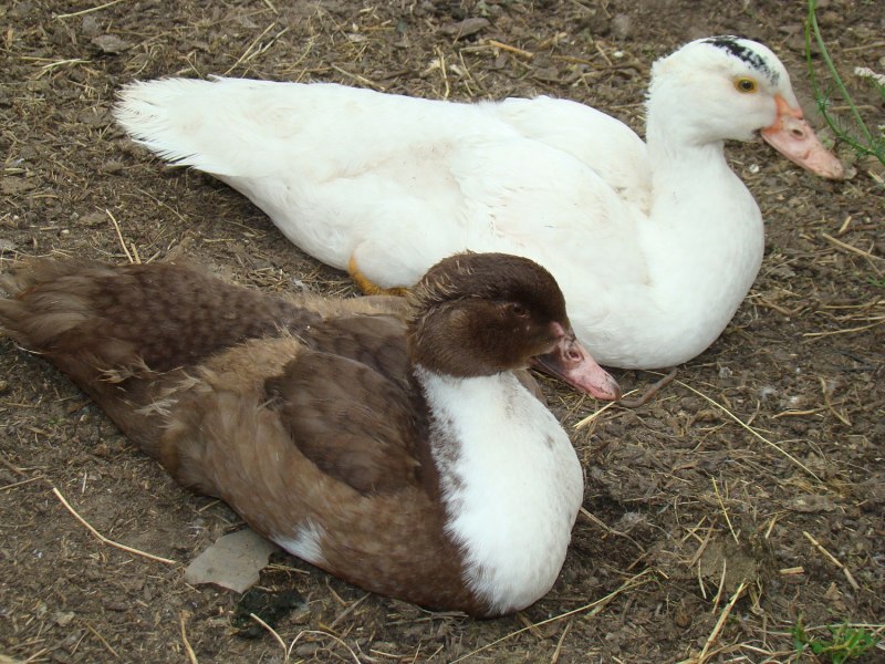 Пекинская индоутка