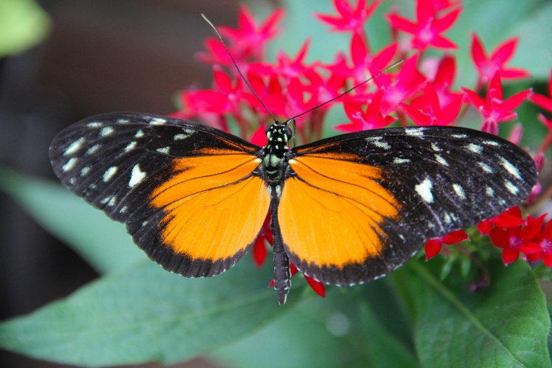 Бабочка из семейства Geometridae