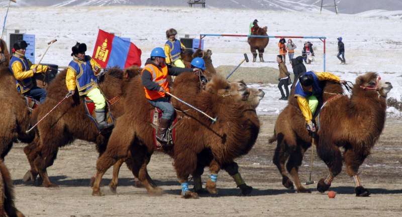 Верблюд в снегу