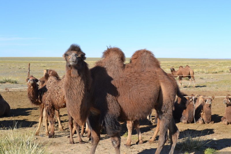 Монгол, Camel
