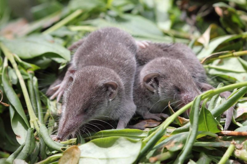 Apodemus sylvaticus