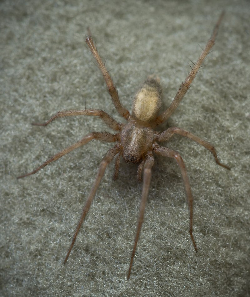 Домовой паук Tegenaria Agrestis