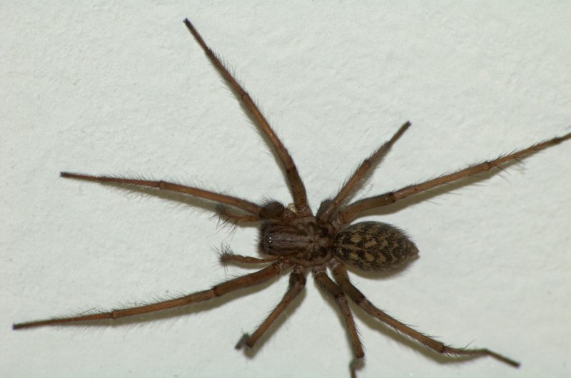 Домовой паук Tegenaria domestica черный