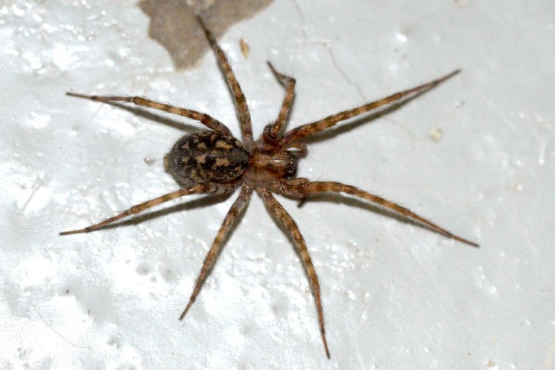Tegenaria Agrestis