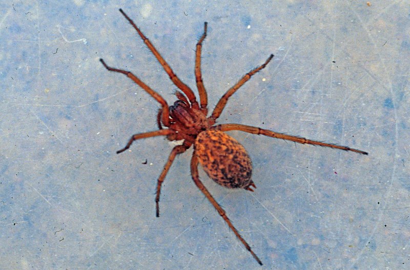 Tegenaria parietina