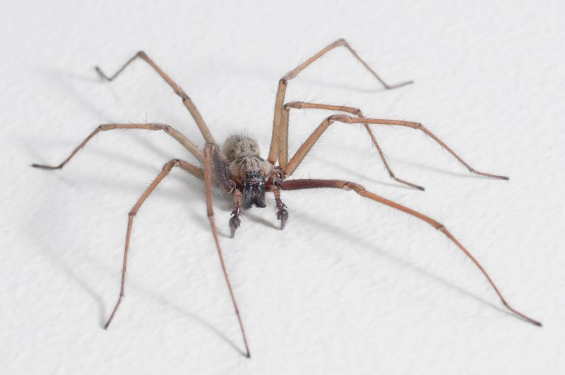 Tegenaria abchasica