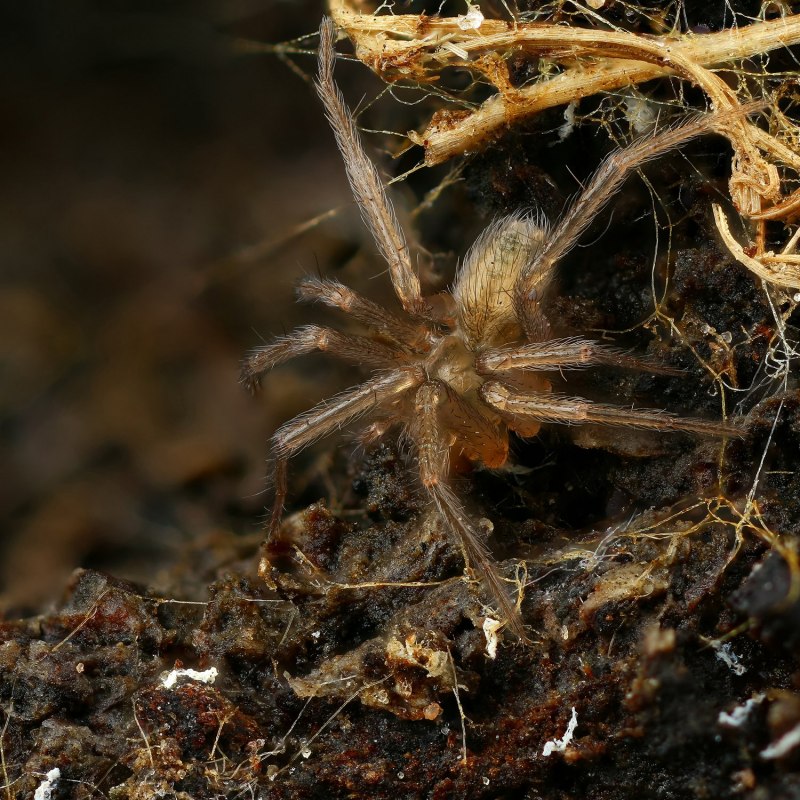 Домовой паук Tegenaria Agrestis