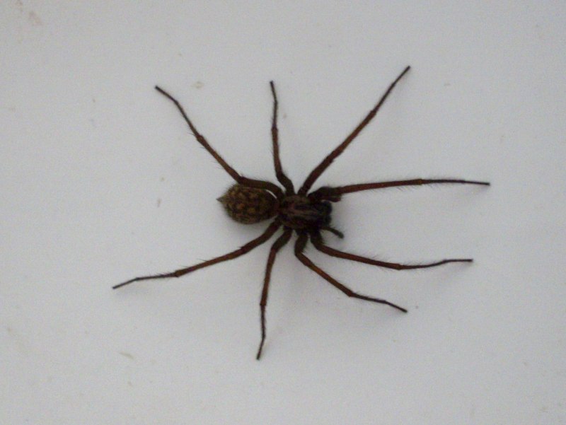 Tegenaria domestica паук 5см