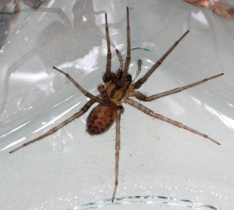 Eratigena atrica паук