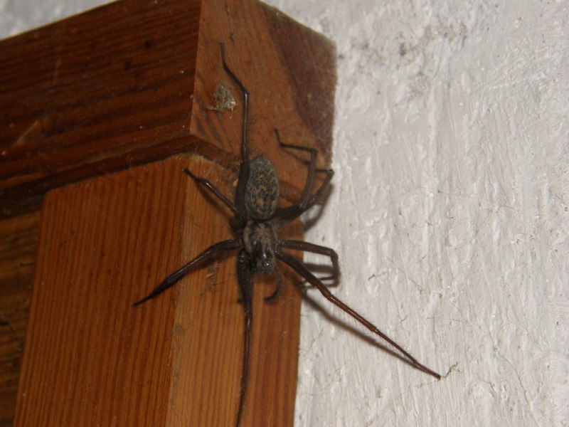 Домовой паук Tegenaria domestica