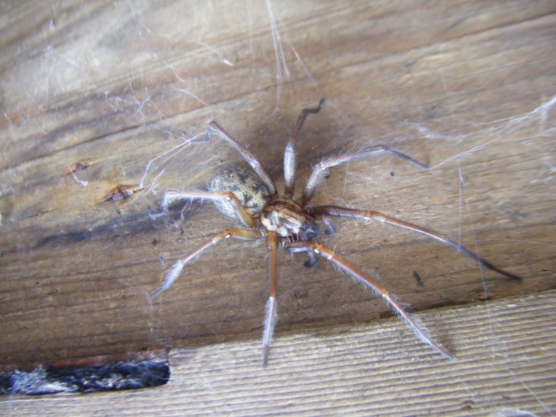 Домовой паук Tegenaria domestica
