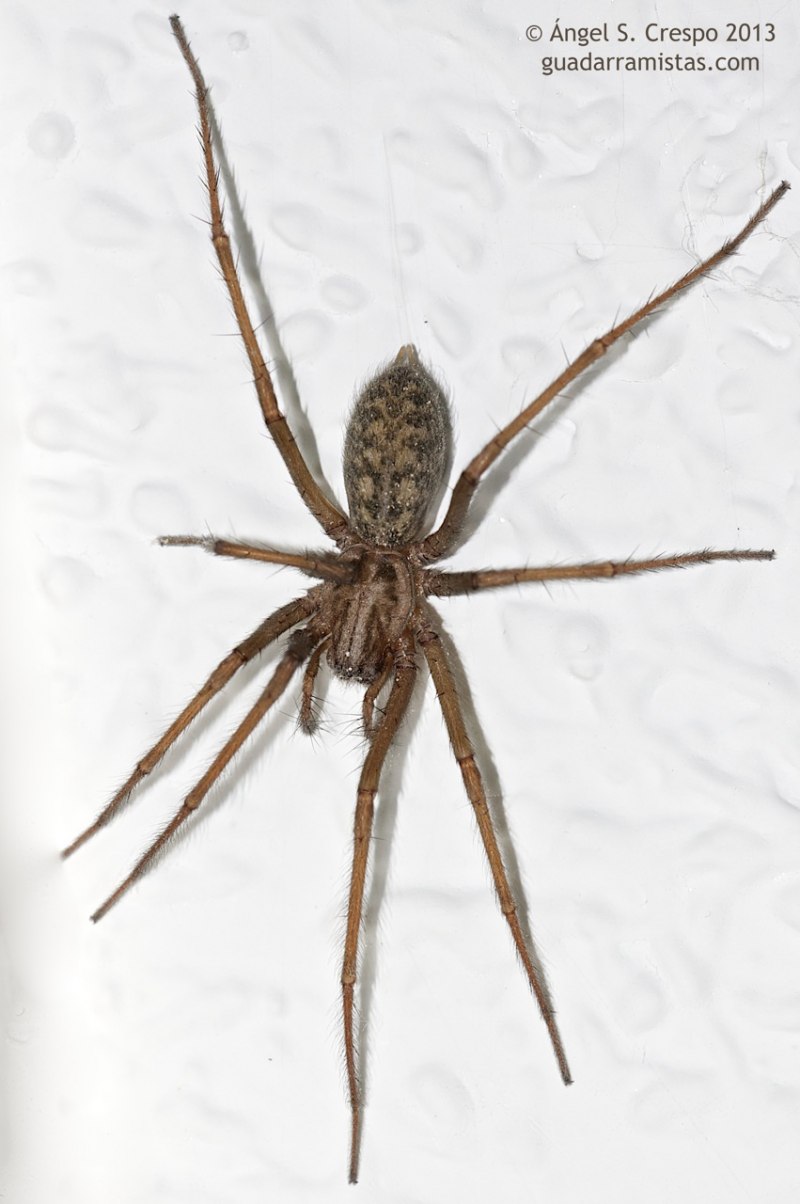 Tegenaria duellica