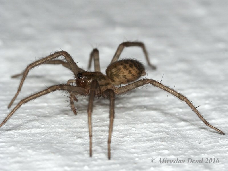 Tegenaria Agrestis паук Бродяга