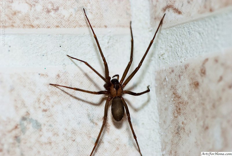 Tegenaria Agrestis Луговой паук