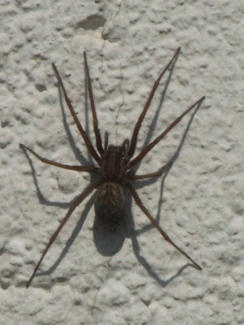 Паук Loxosceles reclusa