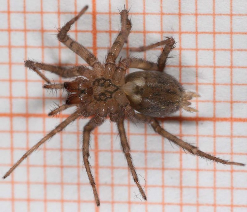 Домовой паук Tegenaria Agrestis