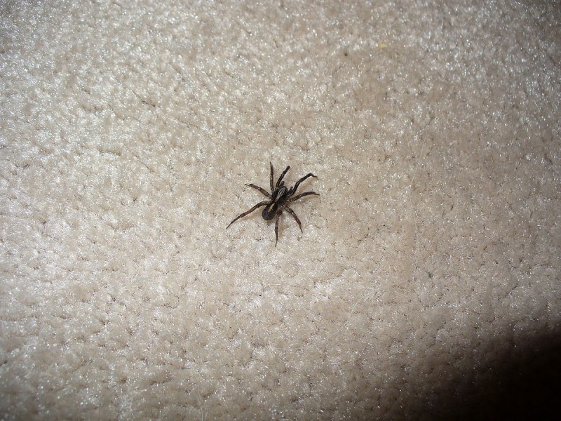Домовой паук Tegenaria domestica черный