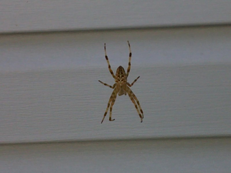 Домовой паук Tegenaria domestica