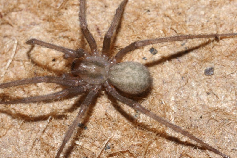Чердачный паук (Tegenaria atrica)