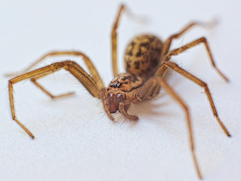 Домовой паук Tegenaria Agrestis