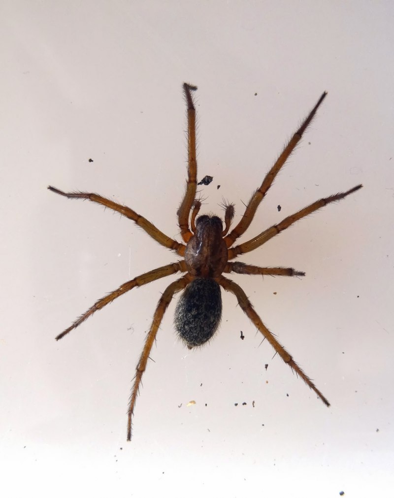 Паук Tegenaria SP