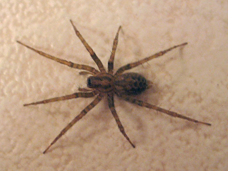 Паук Loxosceles reclusa