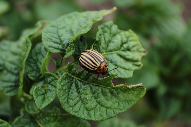 Leptinotarsa juncta