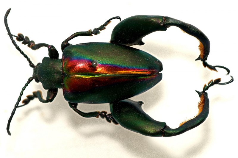 Жук-олень (Lucanus Cervus)