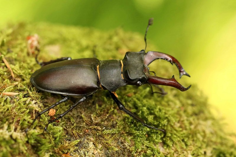 Torynorrhina flammea