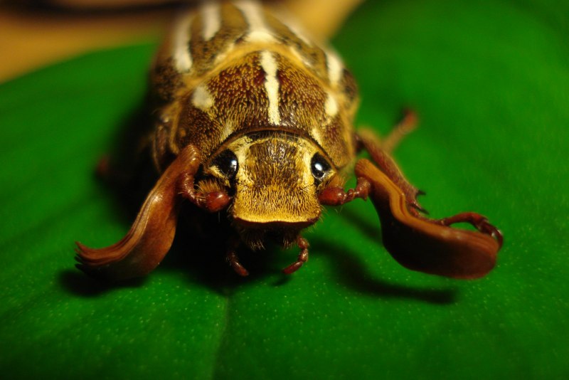 Жук скарабей Scarab Beetle
