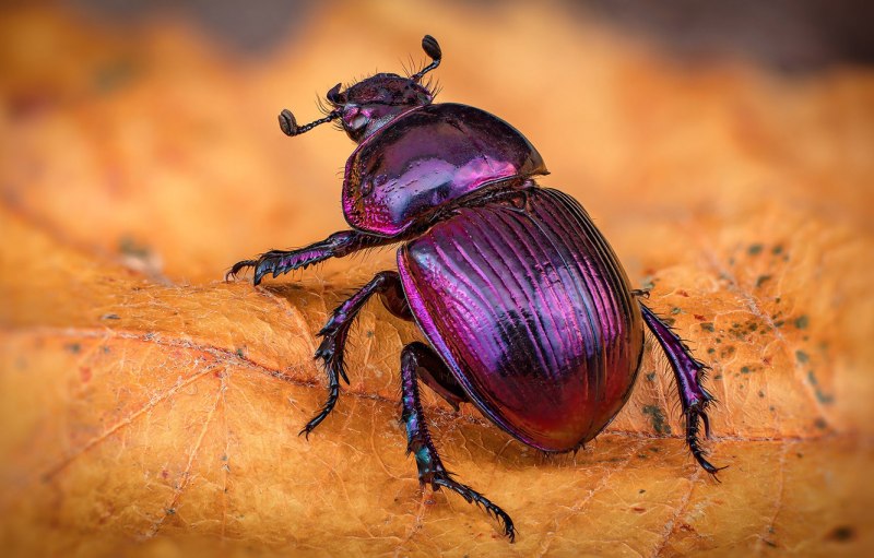 Жук Chrysolina