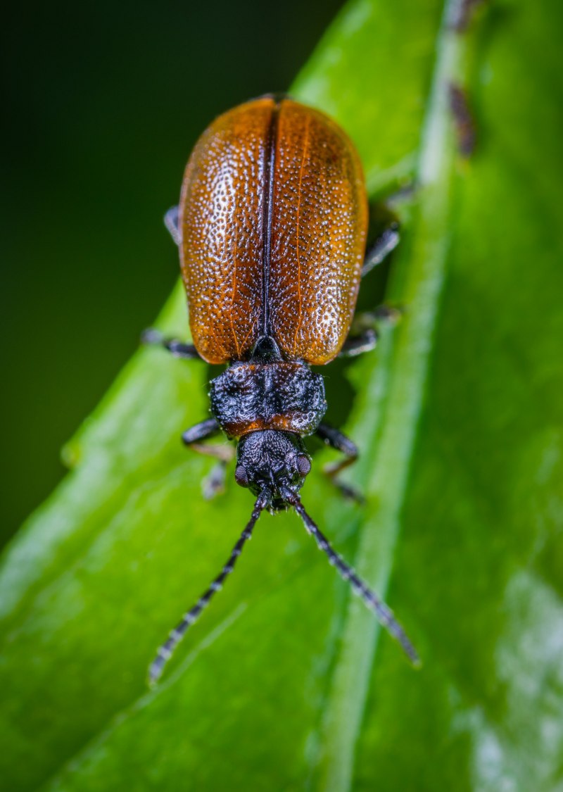 Meligethes gagathinus