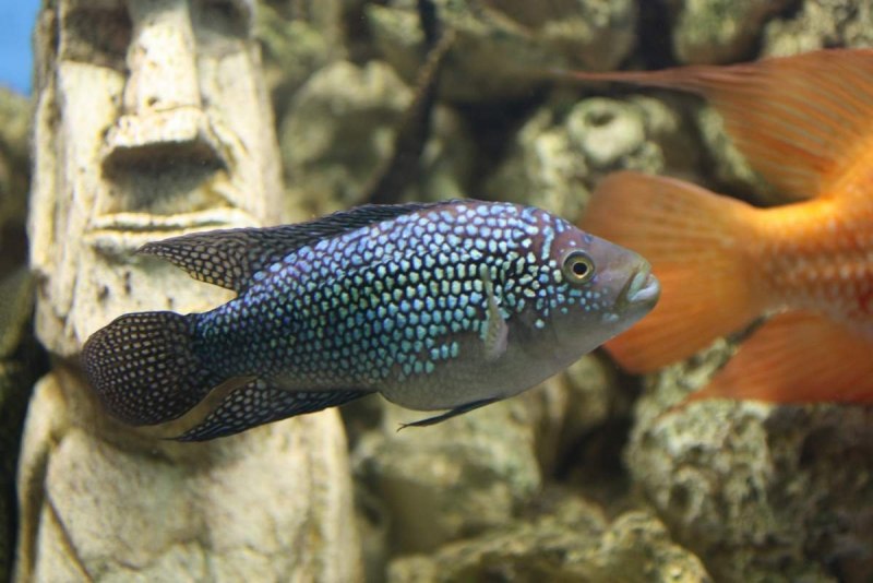 Цихлазома восьмиполосая (Cichlasoma octofasciatum)