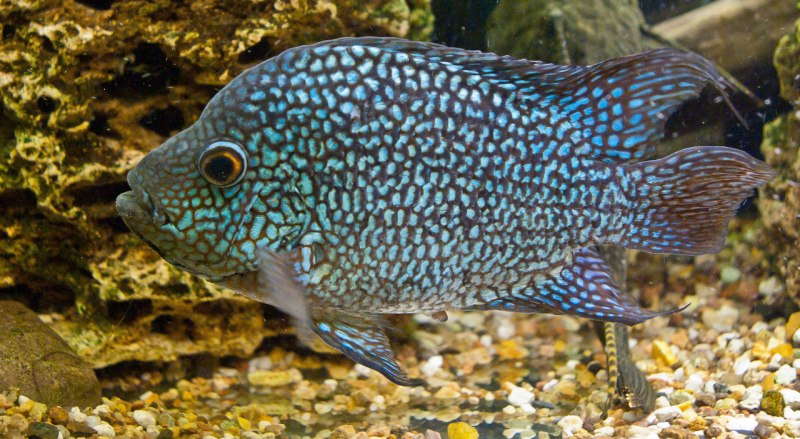 Бриллиантовая цихлазома (Herichthys carpintis)