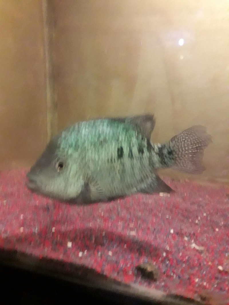 Cichlasoma cyanoguttatum