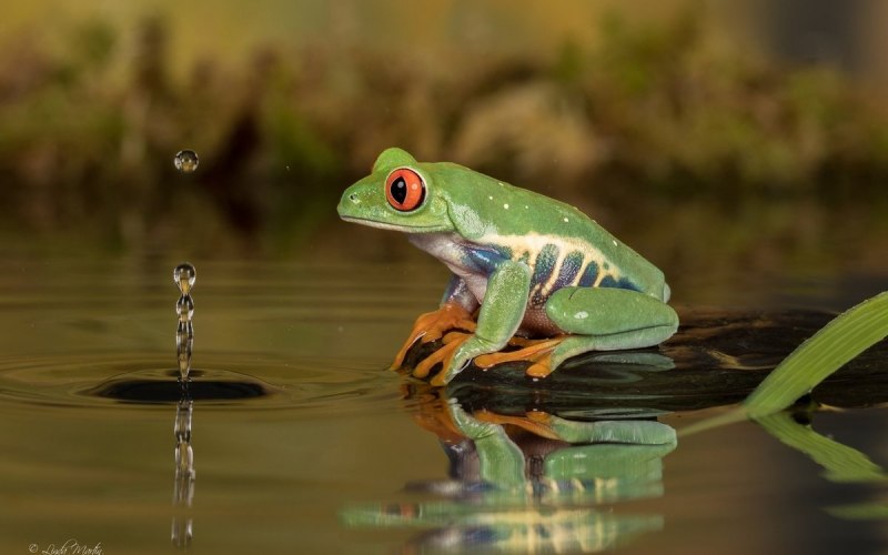 Лягушка плавает в воде