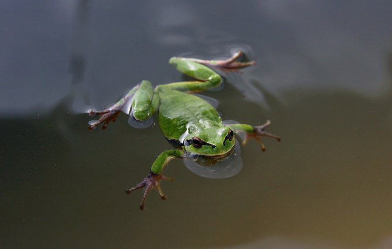 Водяная жаба