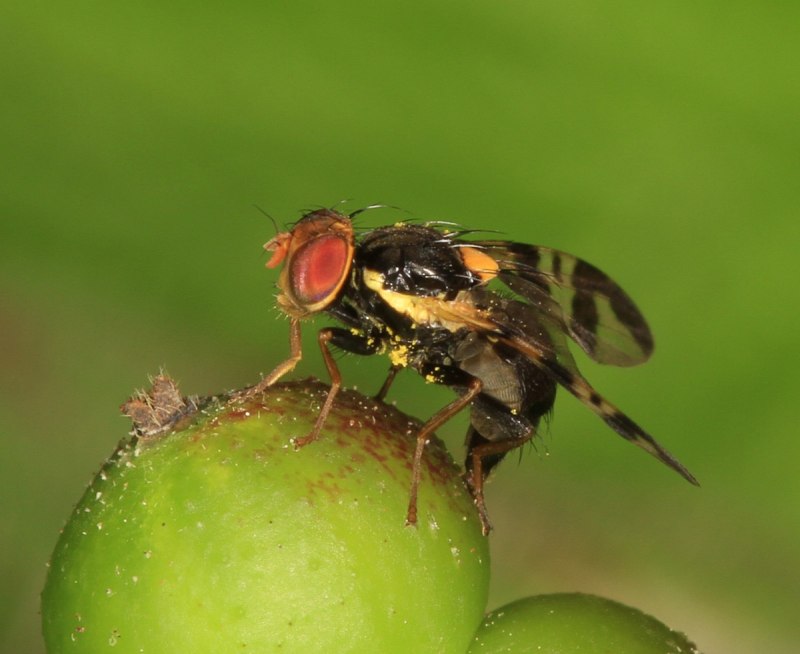 Вишневая Муха Rhagoletis Cerasi