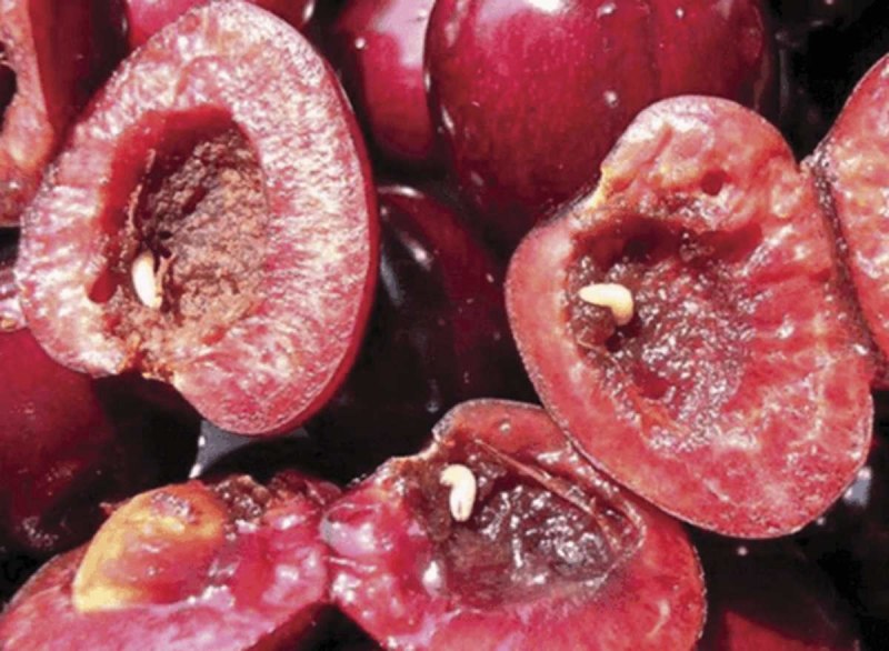 Вишневая Муха Rhagoletis Cerasi