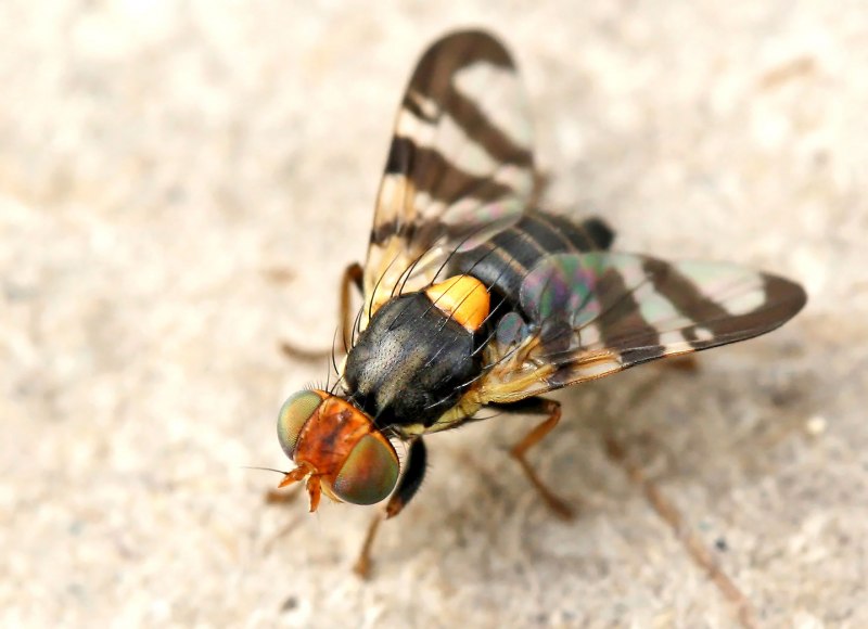 Дынная Муха Myiopardalis pardalina