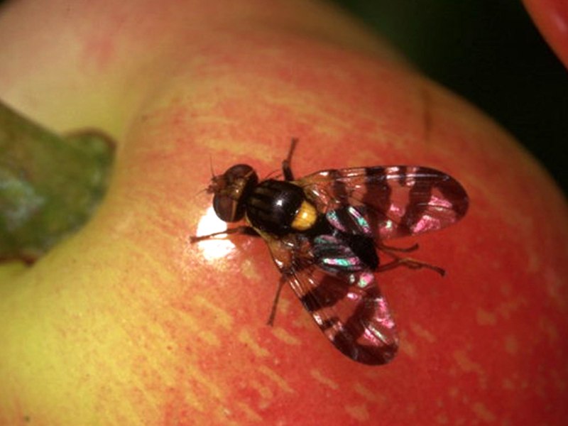 Муха (Musca domestica domestica)