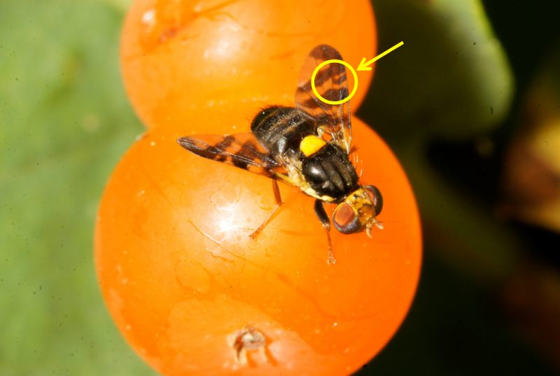 Восточная Вишневая Муха Rhagoletis cingulata Loew.