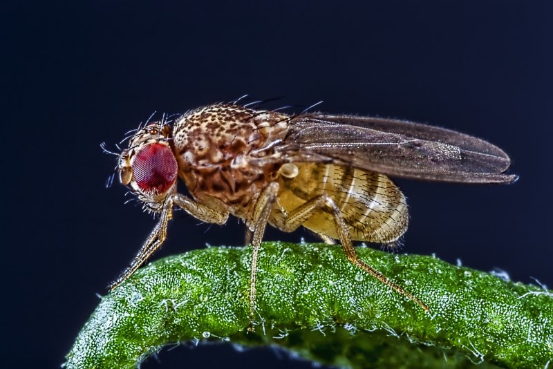 Rhagoletis cingulata