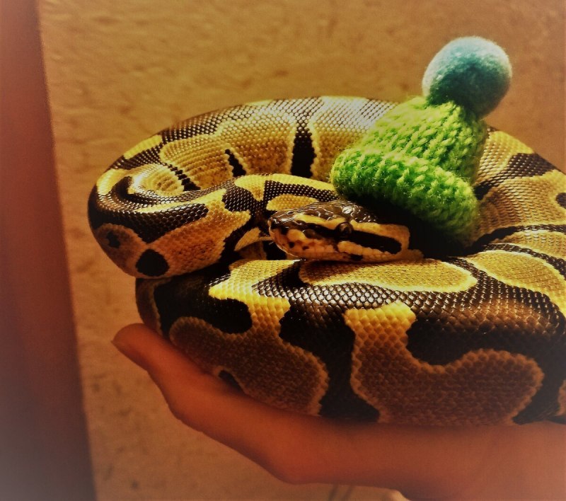 Королевский питон морфы Mojave