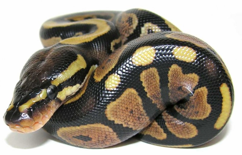 Королевский питон Albino