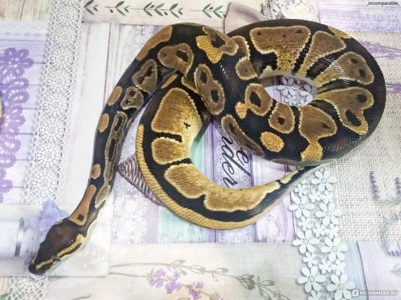 Королевский питон
