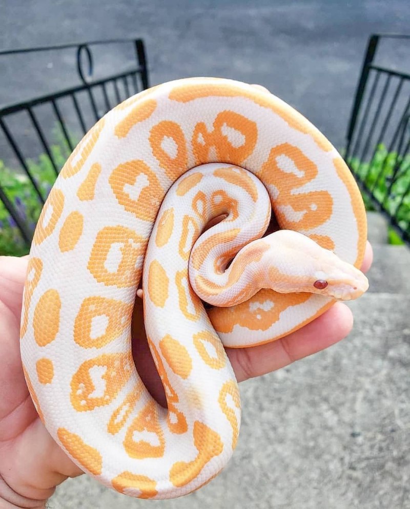 Королевский питон