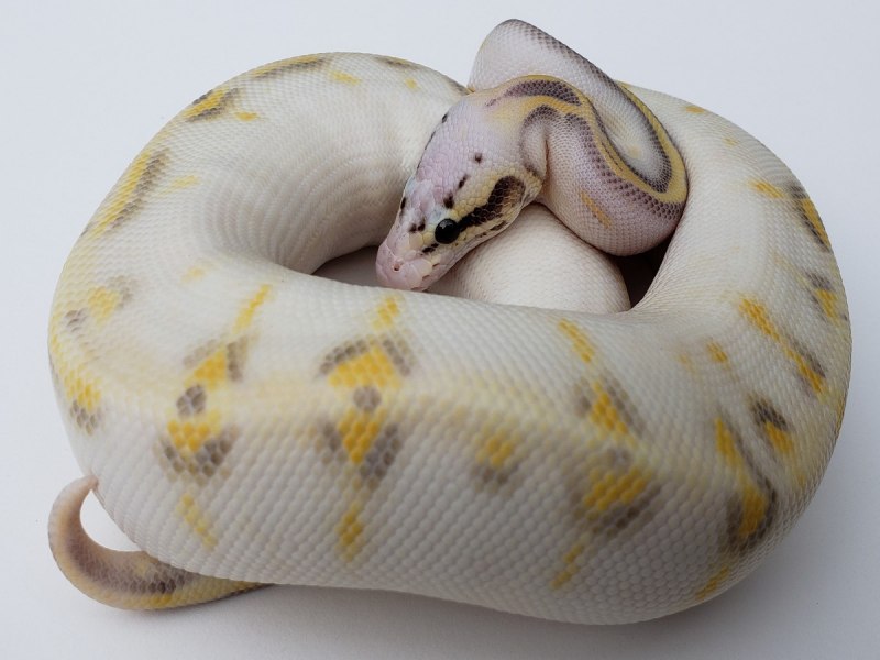 Королевский питон Albino