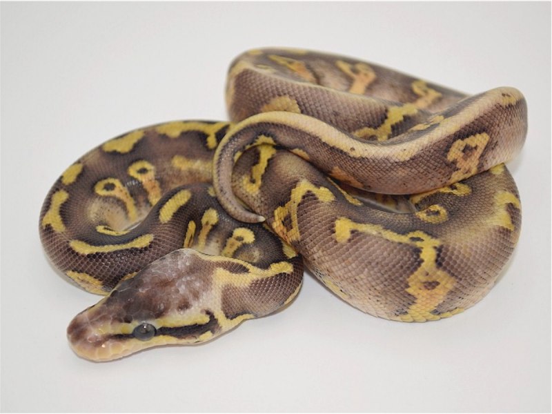 Королевский питон Albino